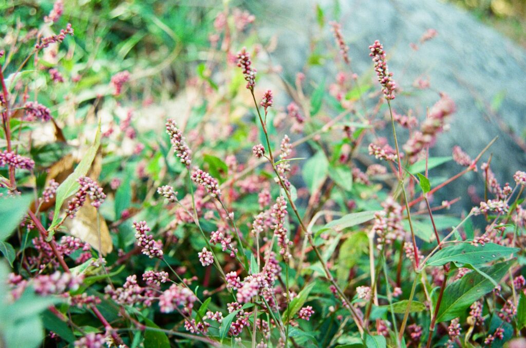 Ground Flowers